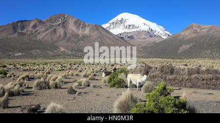 The Andean landscape with herd of llamas, with the Sajama volcano on background. Sajama National Park is a national park located in the Oruro Departme Stock Photo