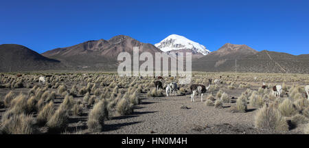 The Andean landscape with herd of llamas, with the Sajama volcano on background. Sajama National Park is a national park located in the Oruro Departme Stock Photo