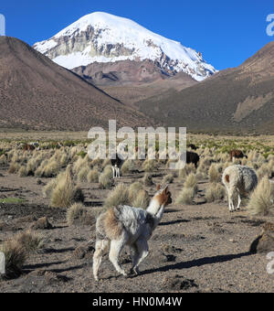 The Andean landscape with herd of llamas, with the Sajama volcano on background. Sajama National Park is a national park located in the Oruro Departme Stock Photo