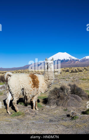 The Andean landscape with herd of llamas, with the Parinacota volcano on background. Sajama National Park is a national park located in the Oruro Depa Stock Photo