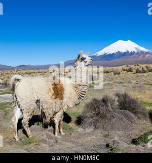 The Andean landscape with herd of llamas, with the Parinacota volcano on background. Sajama National Park is a national park located in the Oruro Depa Stock Photo