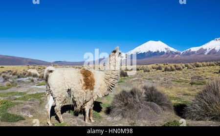 The Andean landscape with herd of llamas, with the Parinacota volcano on background. Sajama National Park is a national park located in the Oruro Depa Stock Photo