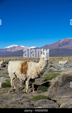 The Andean landscape with herd of llamas, with the Parinacota volcano on background. The Sajama National Park is a national park located in the Oruro  Stock Photo