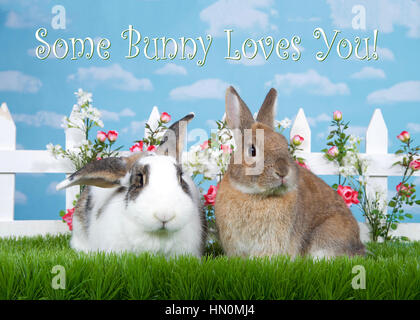 brown dwarf rabbit sitting in green grass next to white and brown lop eared bunny, facing viewer. White picket fence with small pink roses. Blue backg Stock Photo