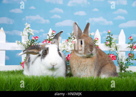 brown dwarf rabbit sitting in green grass next to white and brown lop eared bunny, facing viewer. White picket fence with small pink roses. Blue backg Stock Photo