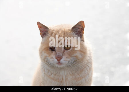 diluted orange tabby