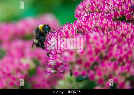 Bumblebee on Sedum (Autumn Joy) flower Stock Photo