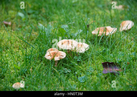 A group of small orange mushrooms growing in a garden in the UK Stock Photo