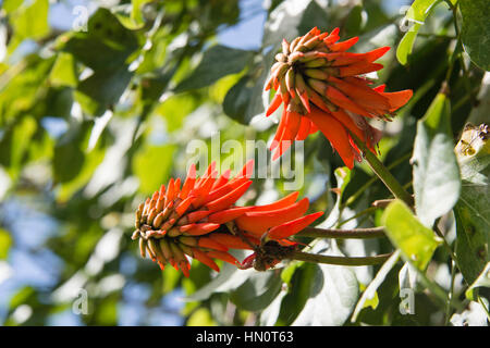 A close up of two red hot poker flowers Stock Photo