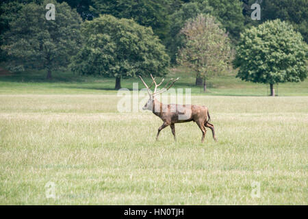 A red deer stag walking through a field at Woburn abbey, UK