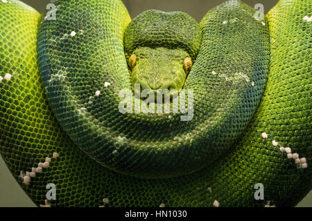 Green tree python. Stock Photo