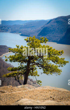 Tree on top of a mountain view from hiking Stock Photo
