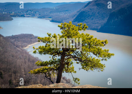 Tree on top of a mountain view from hiking Stock Photo