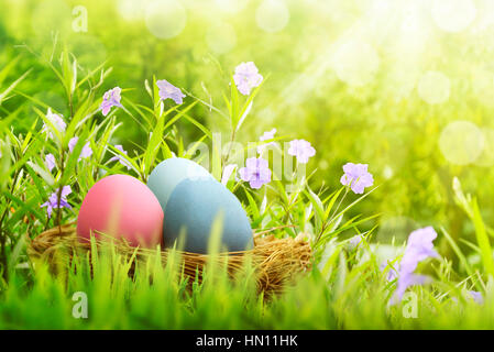Easter eggs on basket hiding under violet flower on the green fields Stock Photo