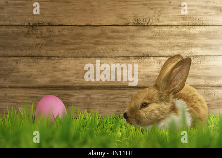 Fluffy foxy rabbit on grass with easter eggs over wooden wall background Stock Photo
