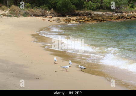 Athol Beach, Athol Bay, Mosman on Sydney harbour. Stock Photo