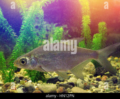 freshwater fish in their natural habitat, the photo with the addition of tonal colors Stock Photo