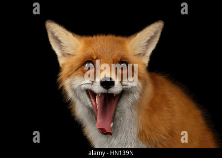 Closeup Portrait of Smiled Red Fox Isolated on black Stock Photo