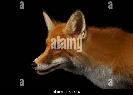 Closeup Portrait of Red Fox in Profile Isolated on black Stock Photo