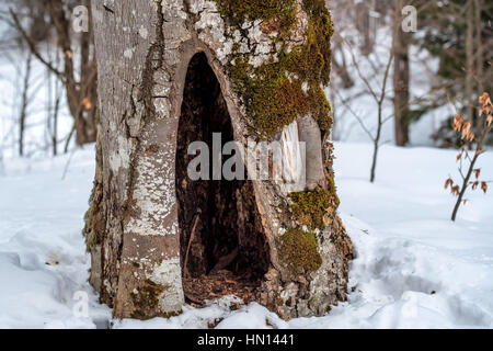 Hollow of tree covered with moss at montane forest Stock Photo