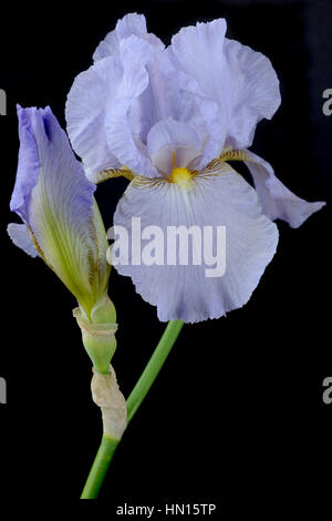 Tall Bearded Iris flower and bud  June Stock Photo