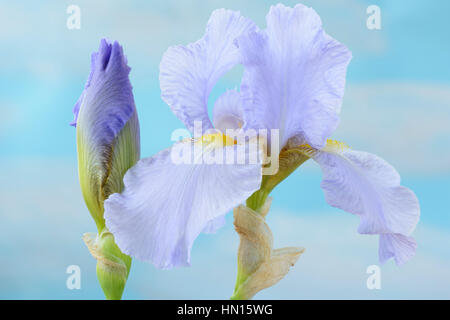 Tall Bearded Iris flower and bud  June Stock Photo