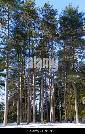 Pine forest in Winter Stock Photo