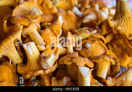 Chanterelle mushrooms on a moss in the wood.. Large number Background Stock Photo