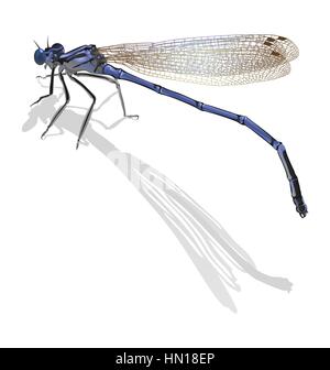 Blue dragonfly with folded wings isolated on white. Cast a shado Stock Vector