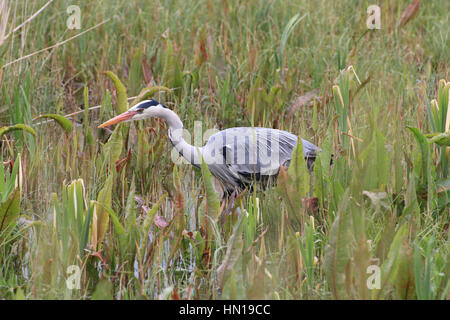 Grey heron in stalking mode has spotted prey in the marsh Stock Photo
