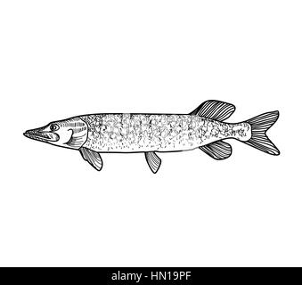 Fish sketch isolated over white background. Seafood icon. Hand drawn engraving illustration of gilt head and sea bass. Stock Vector