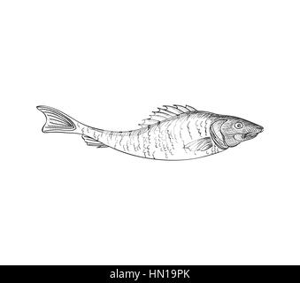 Fish sketch isolated over white background. Seafood icon. Hand drawn engraving illustration of gilt head and sea bass. Stock Vector