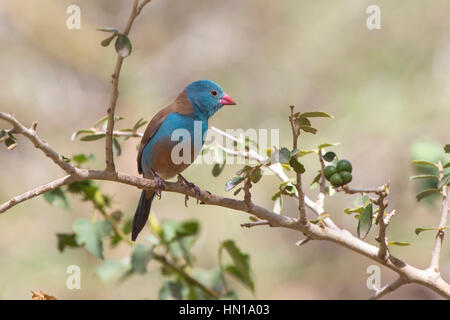 Blue-capped Cordon-bleu Uraeginthus cyanocephalus male sitting on a branch on a sunny day Stock Photo