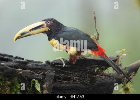 Pale-mandibled Aracari (Pteroglossus erthythropygius) - a black, yellow and red toucan from the Choco Andean cloud forest of Ecuador Stock Photo