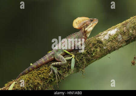 Male Western Basilisk Lizard (Basiliscus galeritus), sunbathing in a tree over a river in the Choco cloud forest of Ecuador Stock Photo
