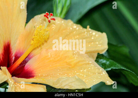 Beautiful bright yellow lily flower with tiny water droplets Stock Photo