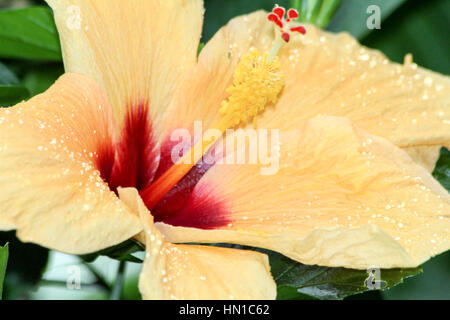 Beautiful bright yellow lily flower with tiny water droplets Stock Photo