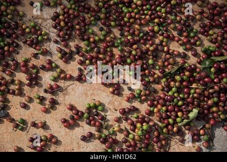 Locally grown Kampot coffee beans drying in the sun, Cambodia Stock Photo