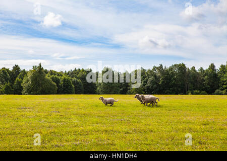 Sheeps grazing in a beautiful meadow wth green grass, forest and cloudy sky Stock Photo