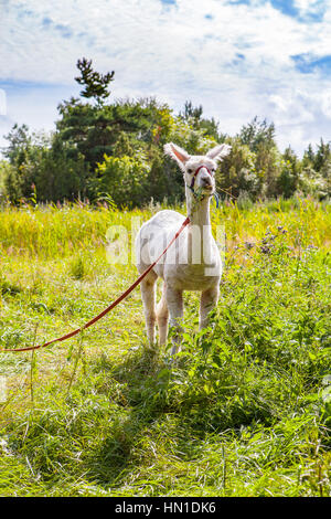 Funny alpaka in farm on Estonian island Stock Photo