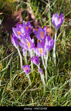 Rain dappled February flowers of the hardy Crocus tommasinianus, naturalised in short grass Stock Photo