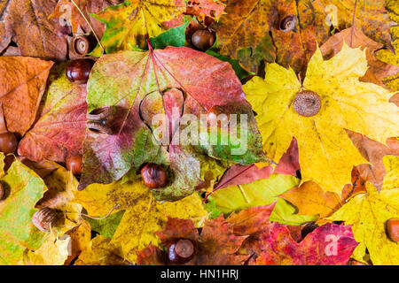 Park autumn with sun rays in late autumn forest Stock Photo