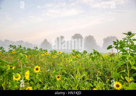 nice and warm in summer field with blooming sunflower blossoms. Dawn in the sunflowers. sunrise yellow sunflowers. sunflowers glade. morning fog Stock Photo