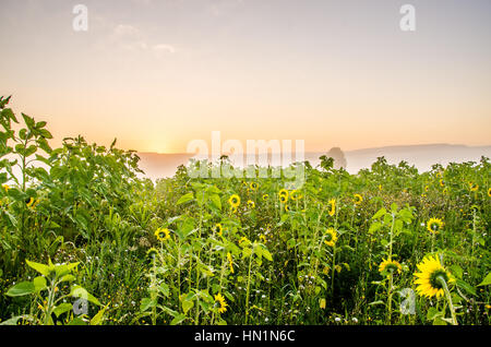 nice and warm in summer field with blooming sunflower blossoms. Dawn in the sunflowers. sunrise yellow sunflowers. sunflowers glade. morning fog Stock Photo