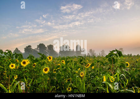 nice and warm in summer field with blooming sunflower blossoms. Dawn in the sunflowers. sunrise yellow sunflowers. sunflowers glade. morning fog Stock Photo