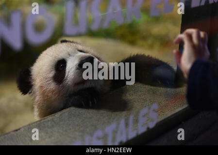 Madrid, Spain. 07th Feb, 2017. The five-month old female baby giant panda 'Chulina' pictured in her enclosure at Madrid Zoo. The baby Giant Panda (Ailuropoda melanoleuca), who arrived on last December 2016 with a weight of 180 grams have reached the five months of life with excellent health, according her Madrid' zoo keepers. Credit: Jorge Sanz/Pcific Press/Alamy Live News Stock Photo