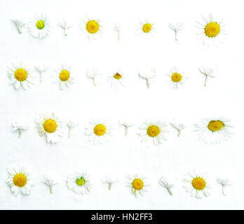 Frame with chamomiles and jasmine flowers on white background. Flat lay. Stock Photo