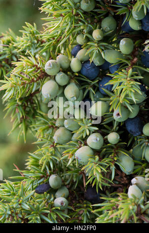 Common Juniper (Juniperus communis), berries Stock Photo