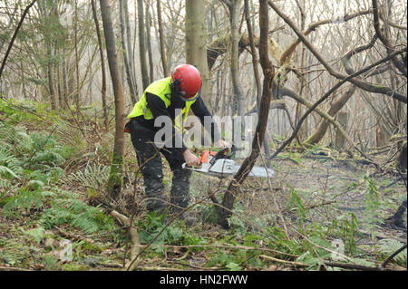 Man using a chainsaw to cut down small trees in woodland Stock Photo