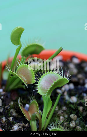 Venus flytrap or known as Dionaea muscipula Stock Photo